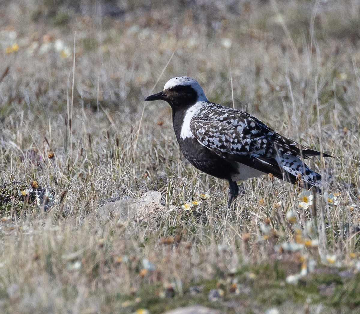 Black-bellied Plover - ML602024631