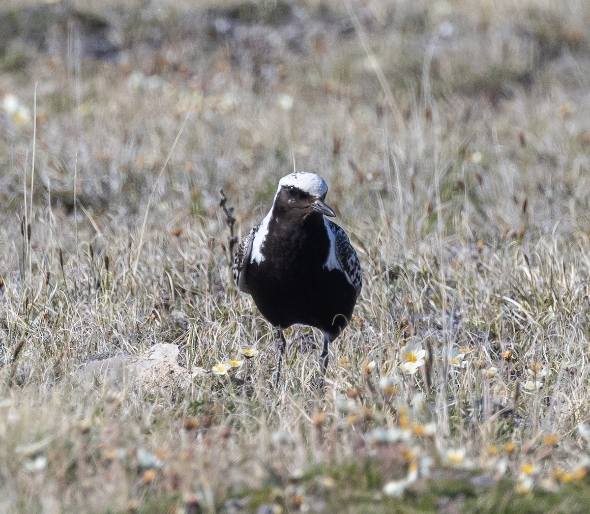 Black-bellied Plover - ML602024641