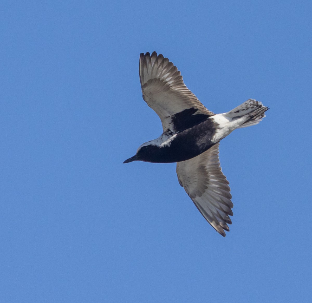 Black-bellied Plover - ML602024651