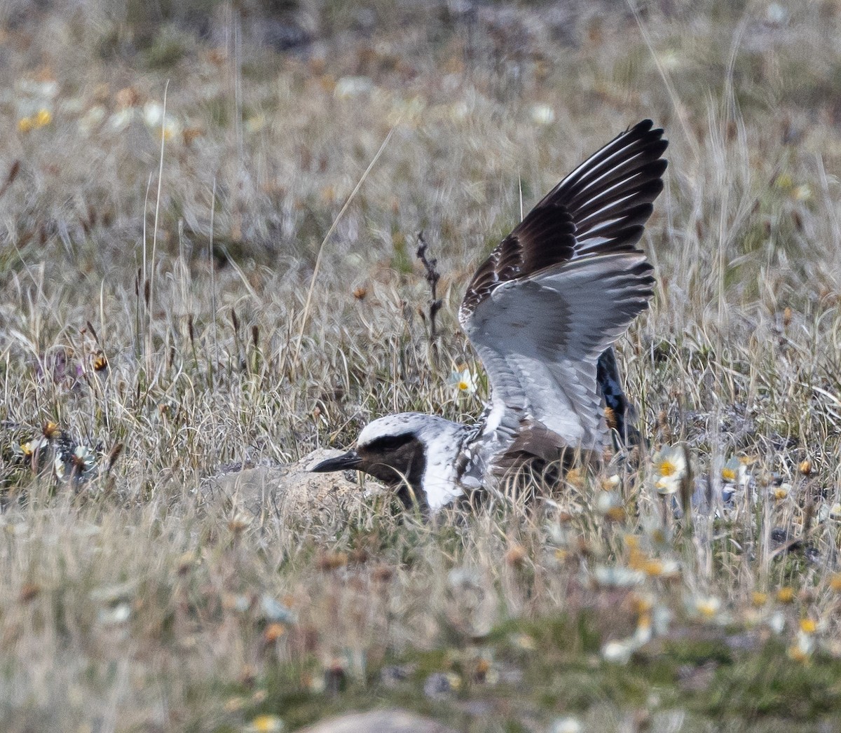 Black-bellied Plover - ML602024661