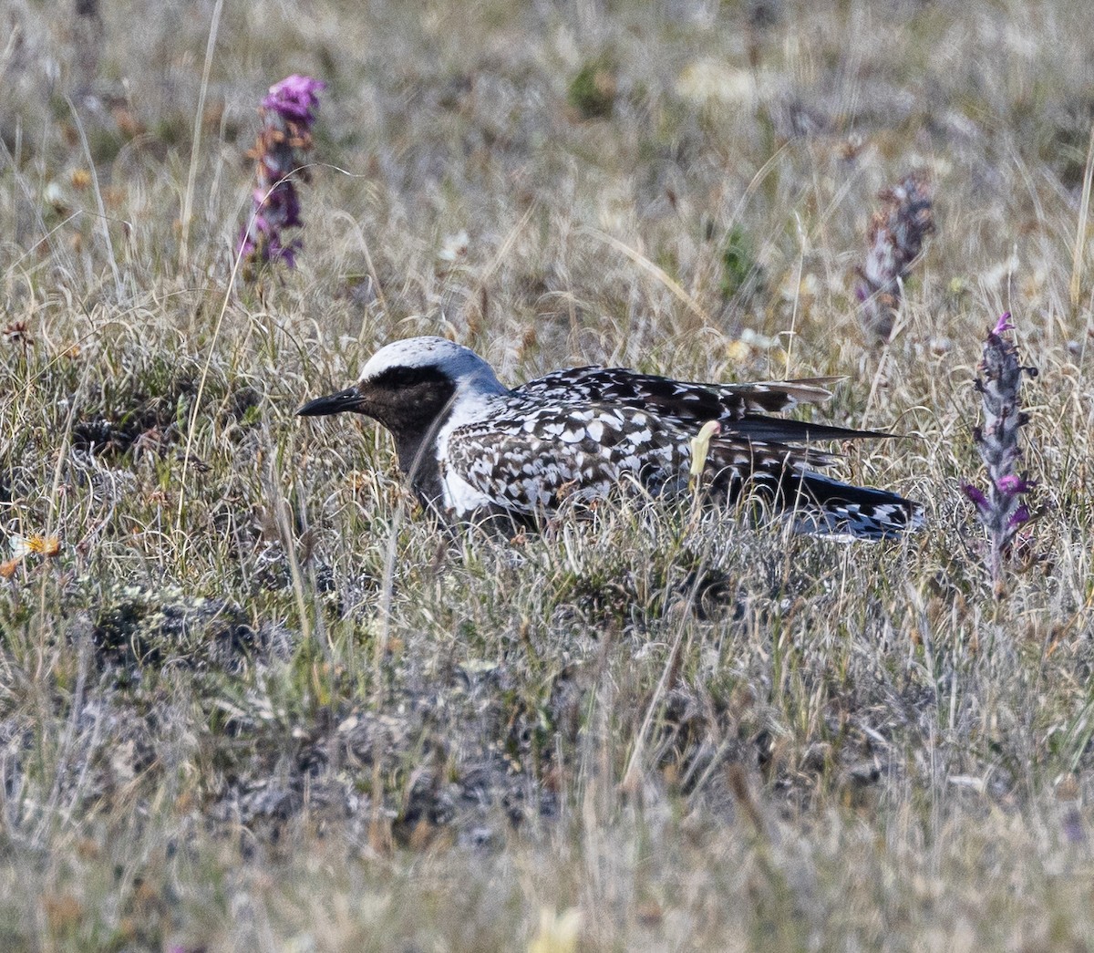 Black-bellied Plover - ML602024671