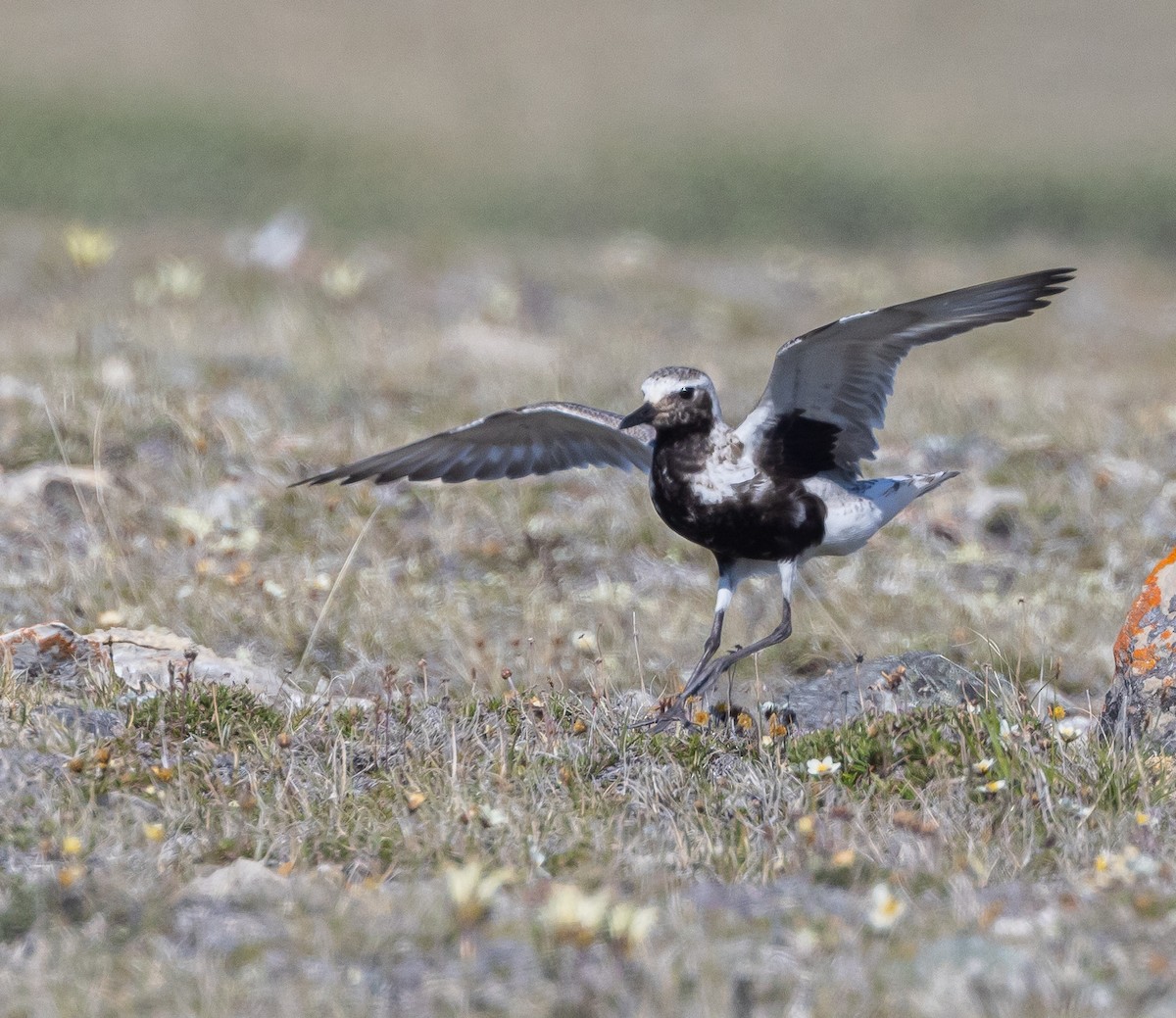 Black-bellied Plover - ML602024681