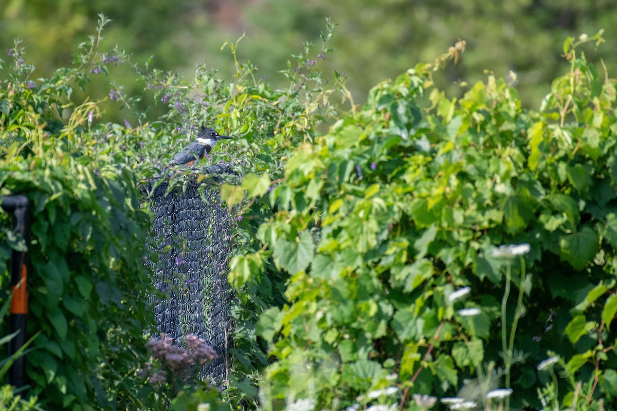 Belted Kingfisher - ML602025121