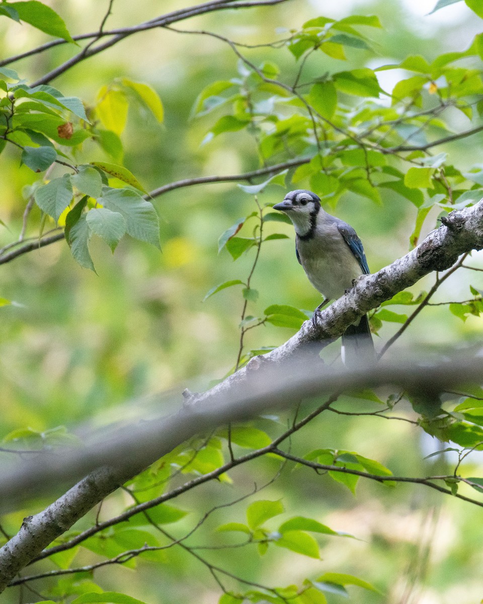 Blue Jay - ML602025151