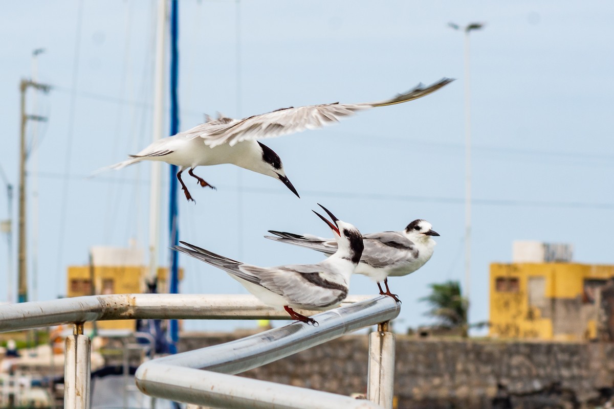 Common Tern - ML602025351