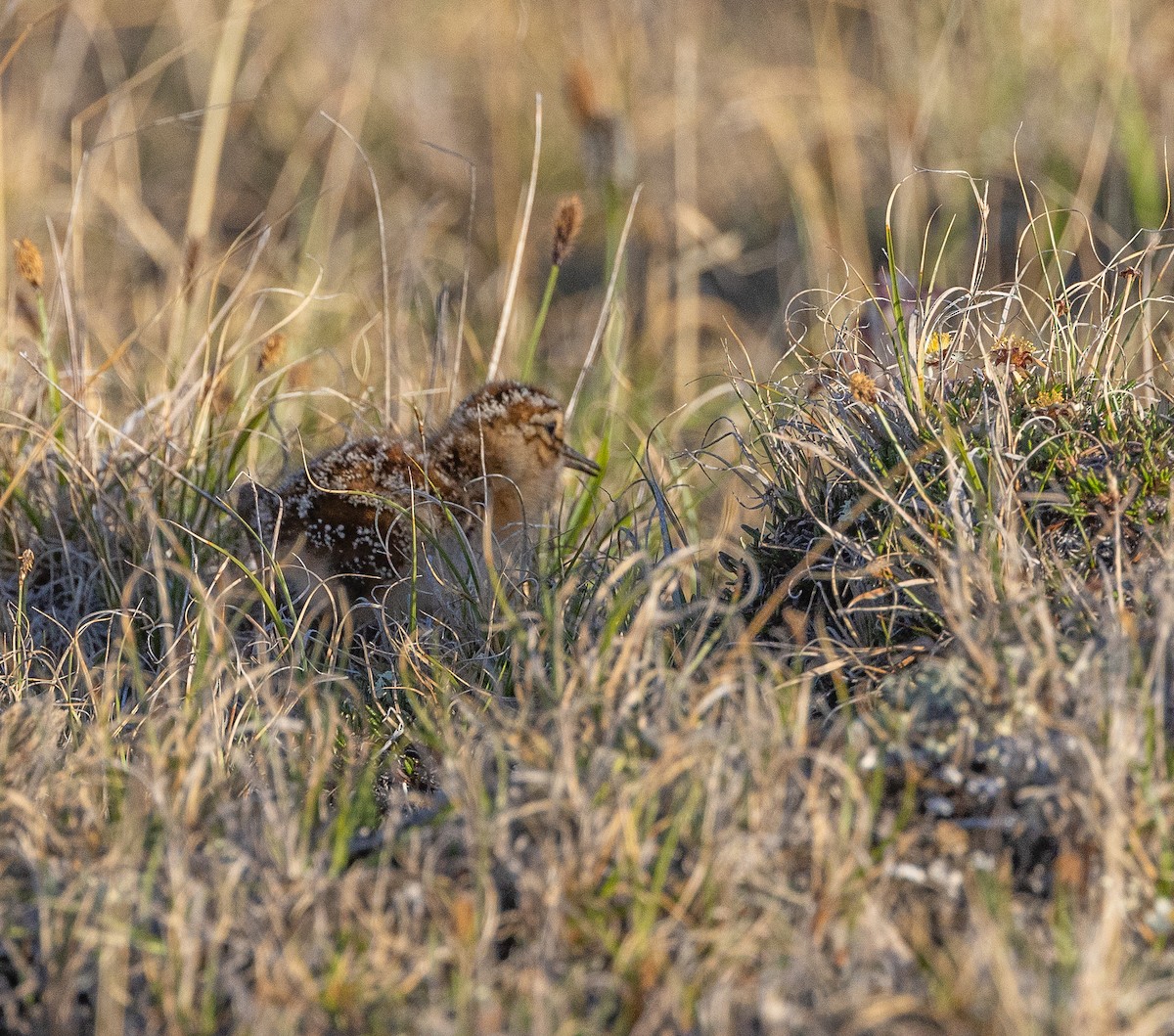 Pectoral Sandpiper - Caroline Lambert