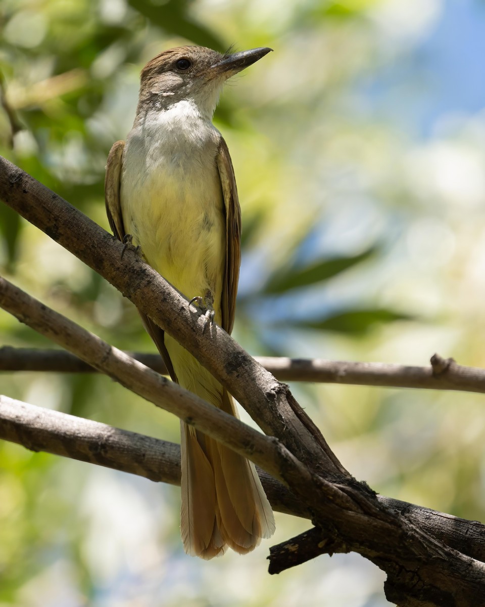 Brown-crested Flycatcher - Sean Crockett