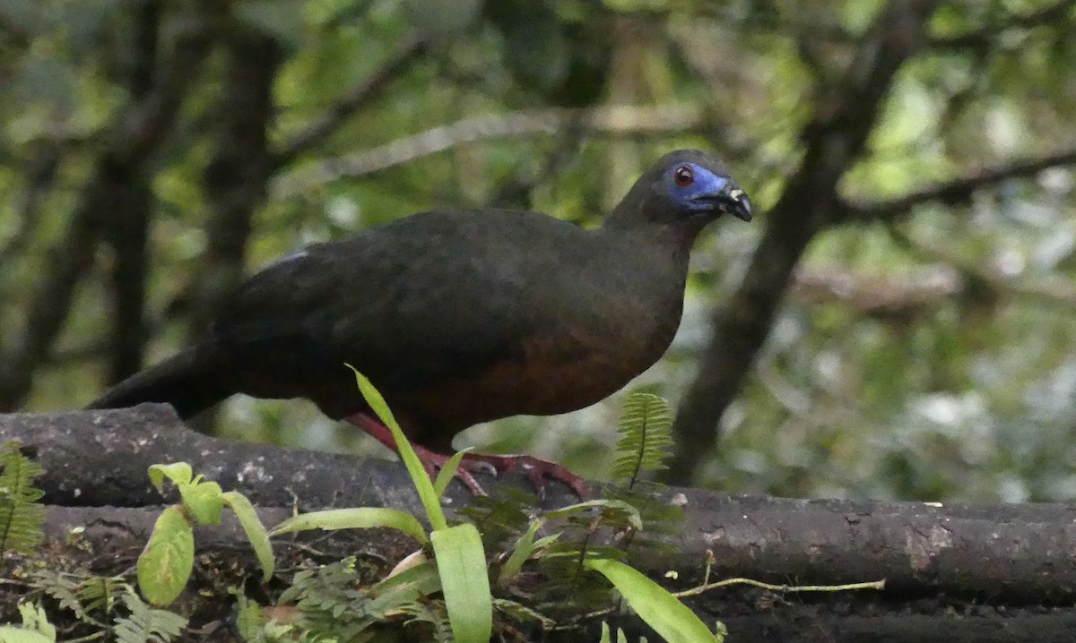 Sickle-winged Guan - ML602026211