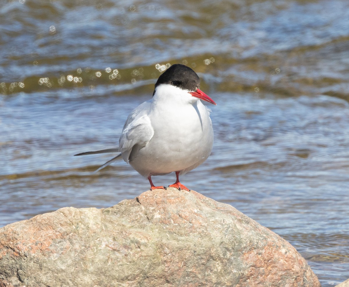 Arctic Tern - ML602026751