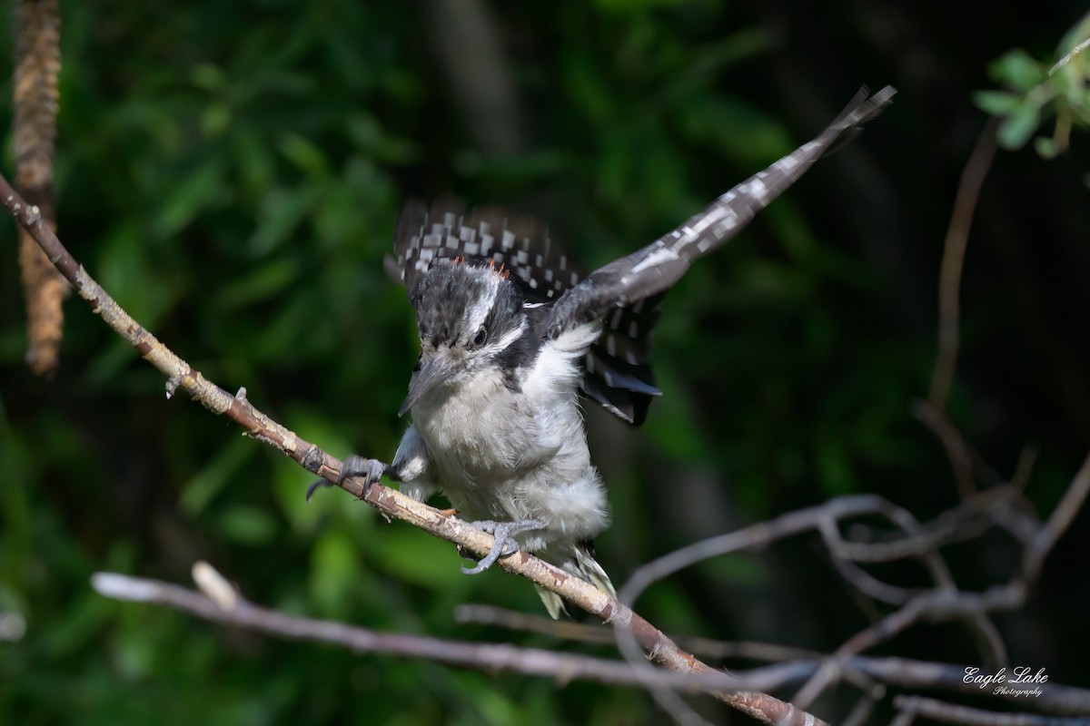 Hairy Woodpecker - ML602027121