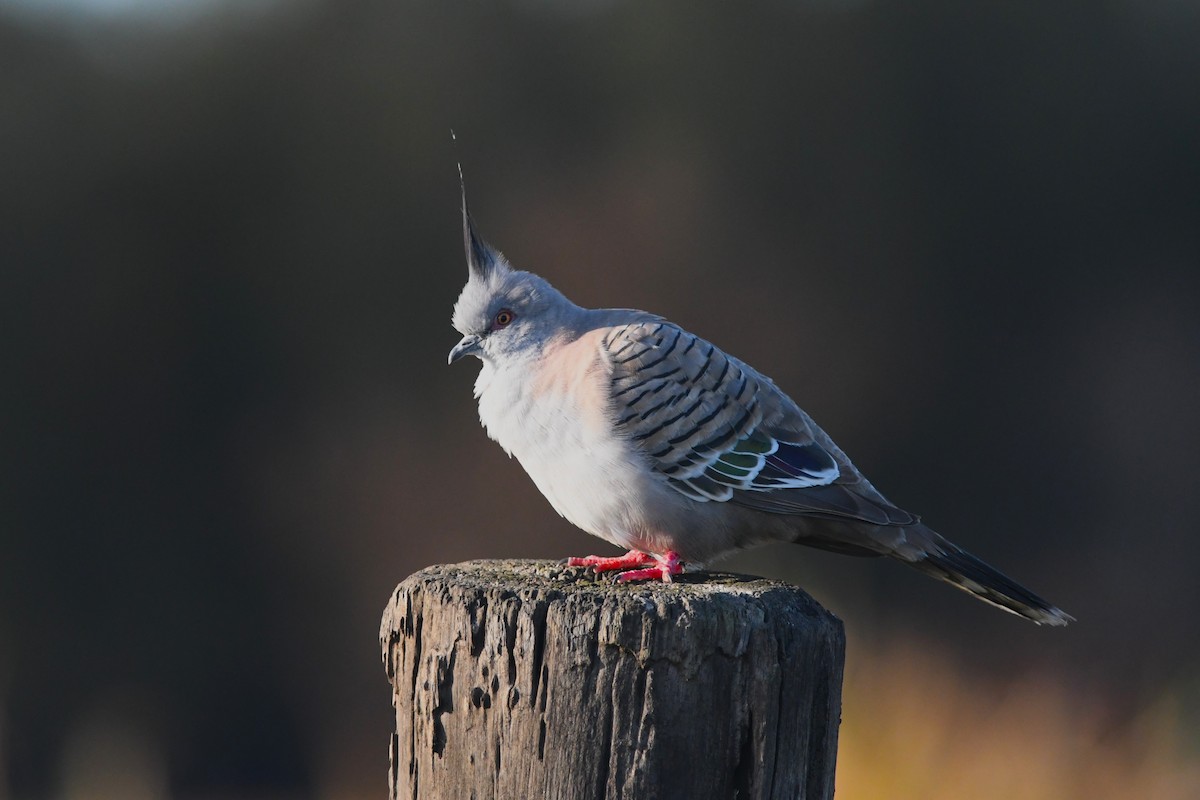 Crested Pigeon - ML602027211