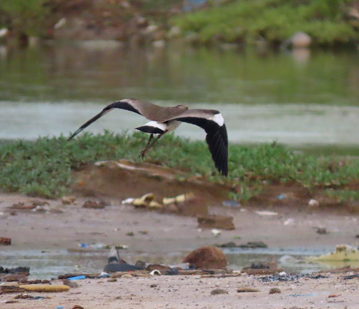 Southern Lapwing - ML602027921