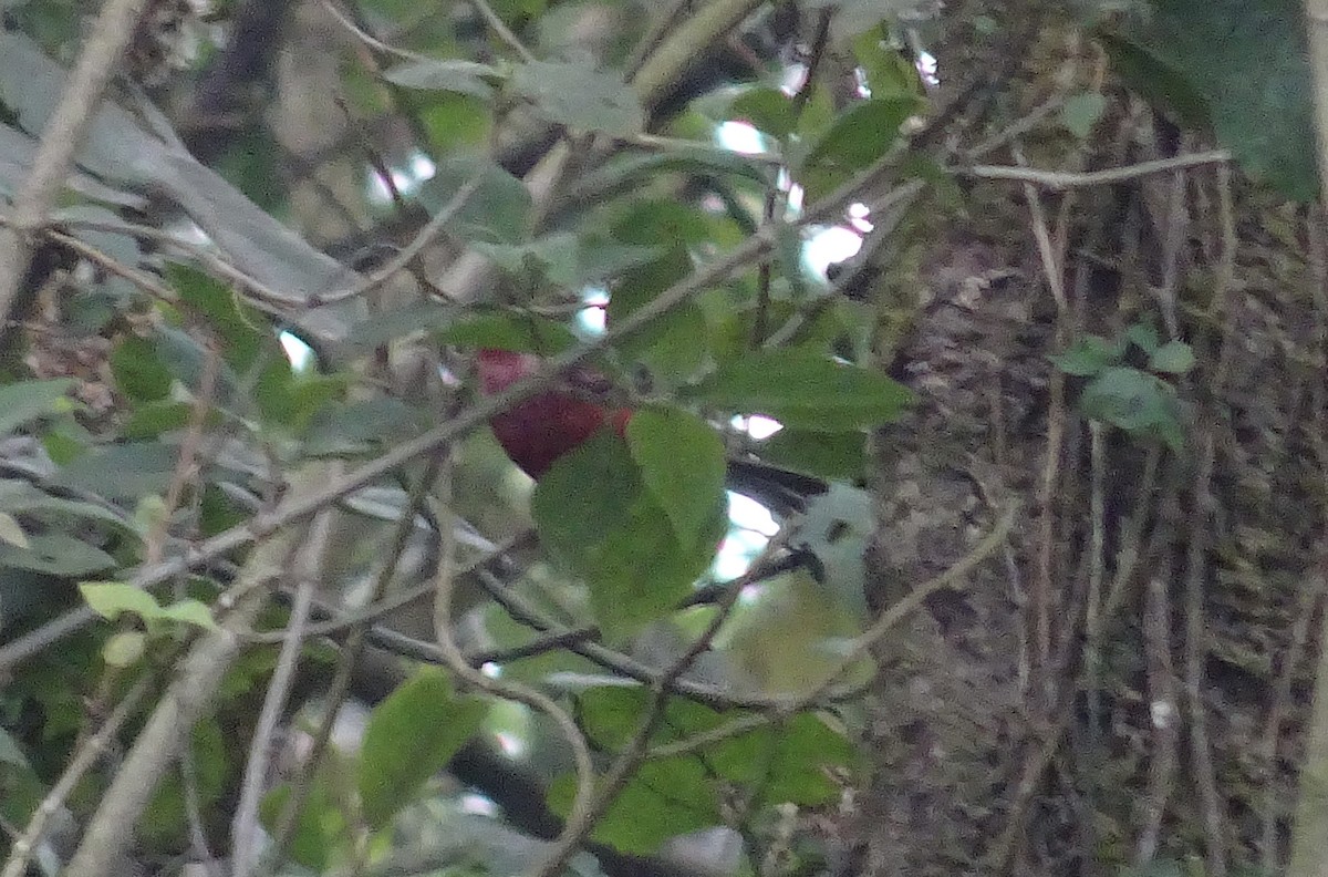 Pink-headed Warbler - ML602028161