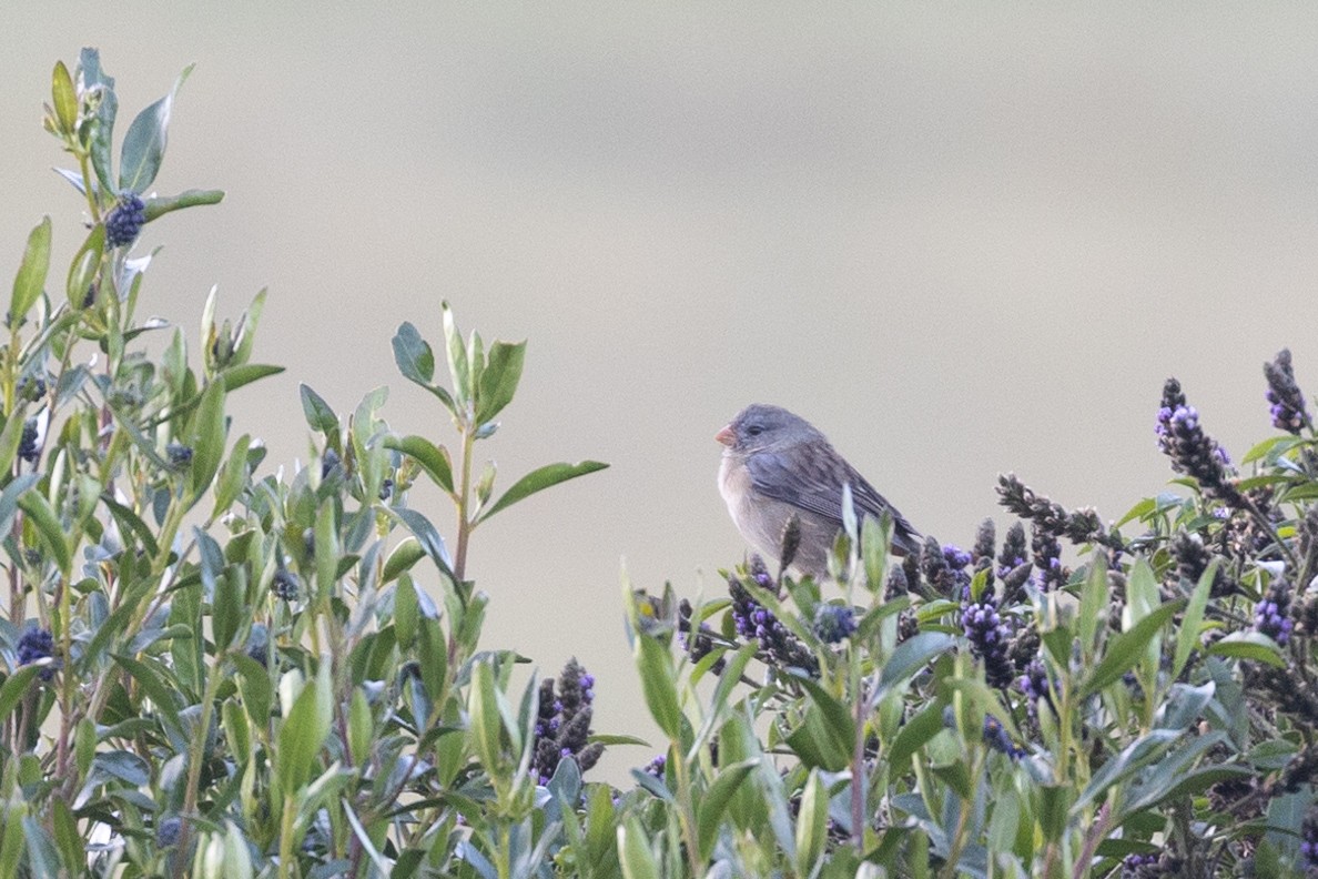 Plain-colored Seedeater - ML602028541