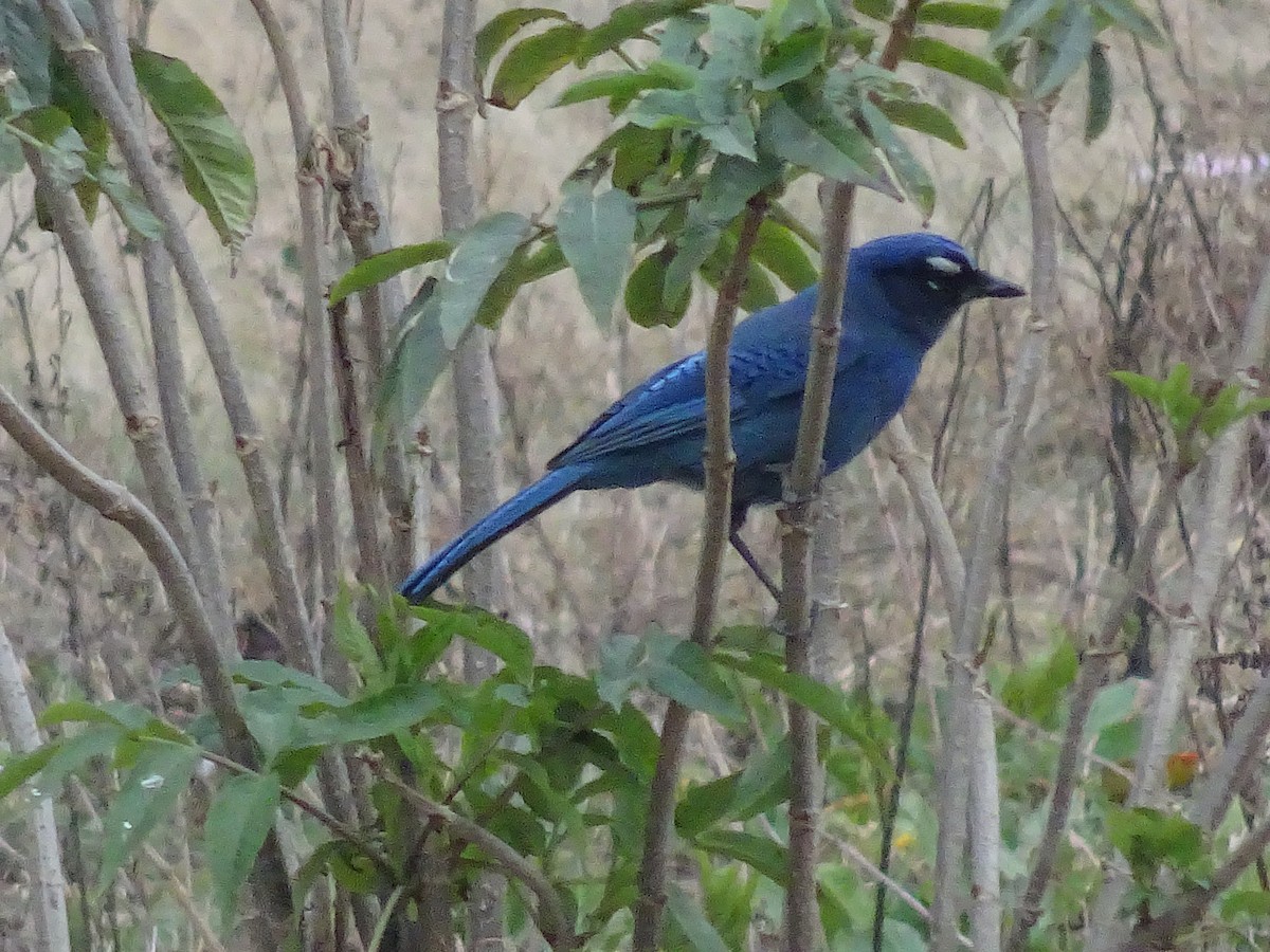 Steller's Jay - ML602028561