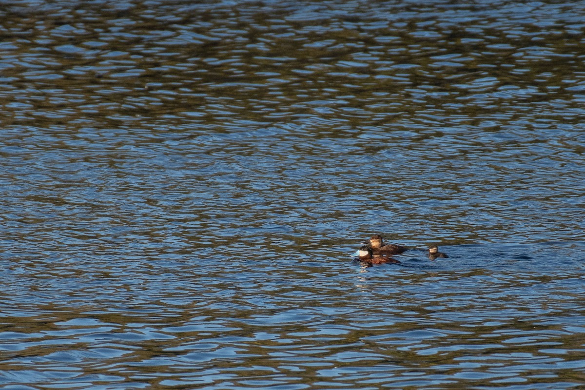 Ruddy Duck - ML602028631