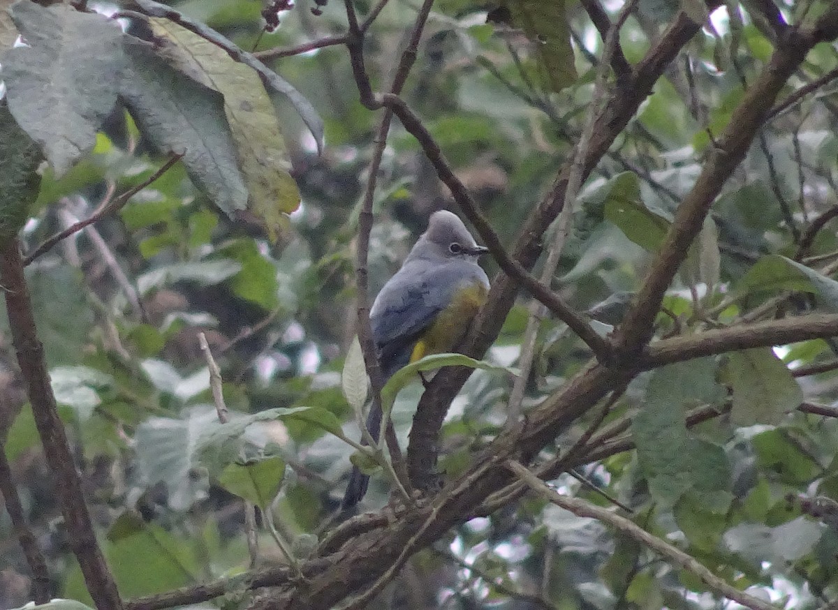 Gray Silky-flycatcher - ML602028671