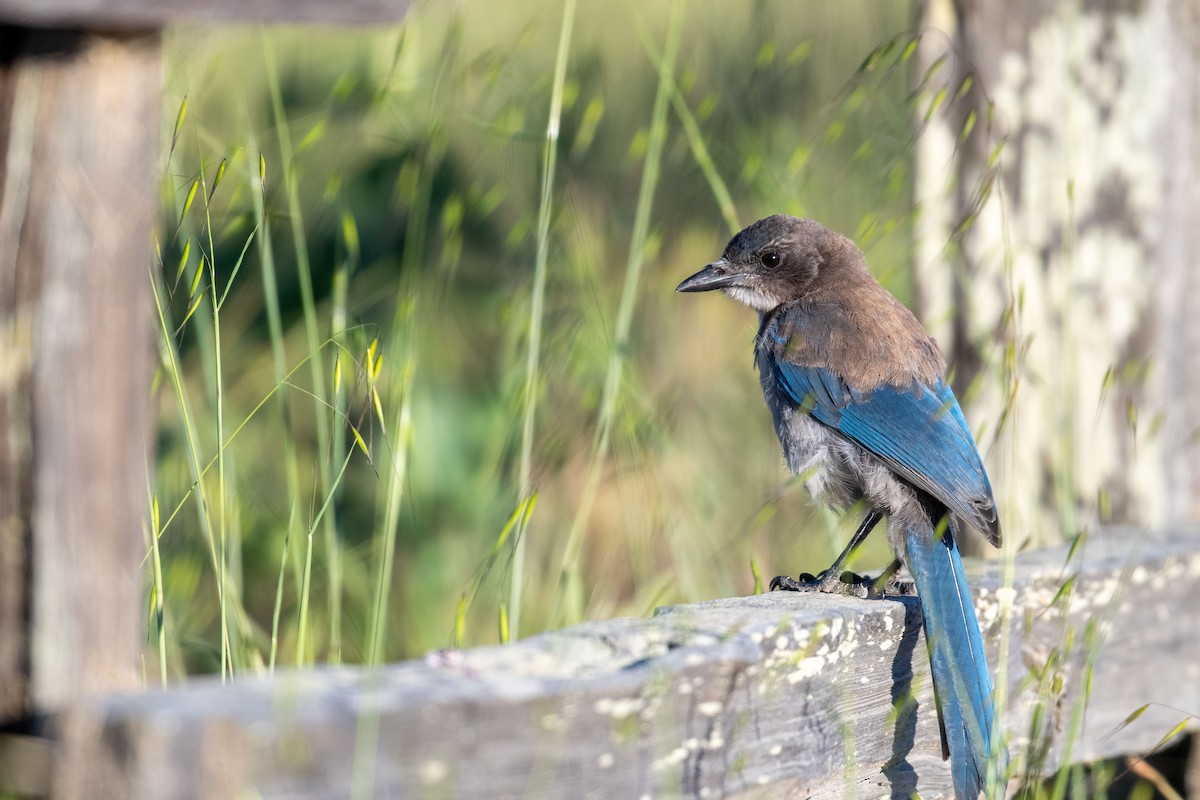 California Scrub-Jay - ML602028821