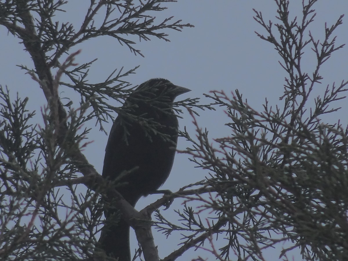 Bronzed Cowbird - ML602028831