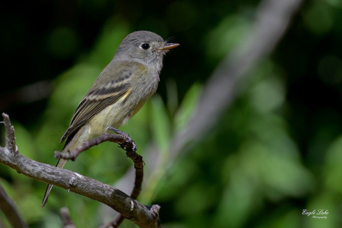 Dusky Flycatcher - ML602028921