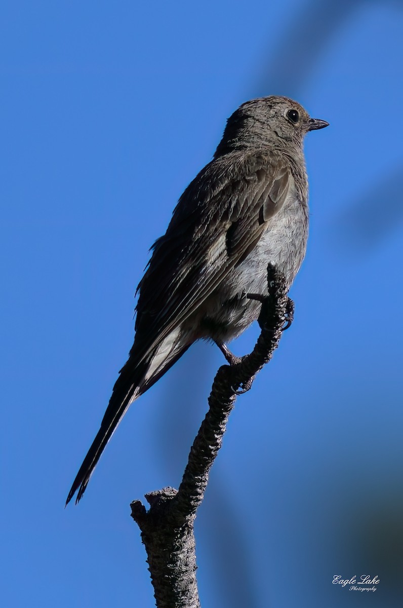 Townsend's Solitaire - ML602029041