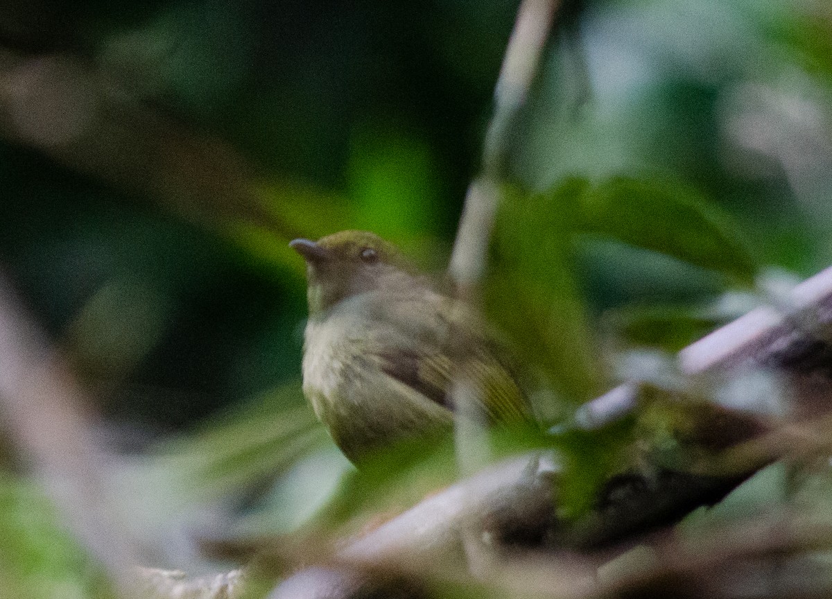 White-bearded Manakin - ML602029081