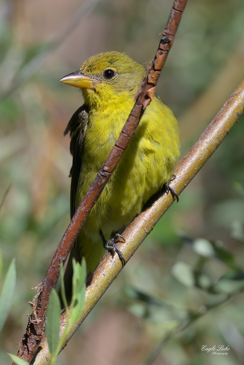 Western Tanager - ML602029461