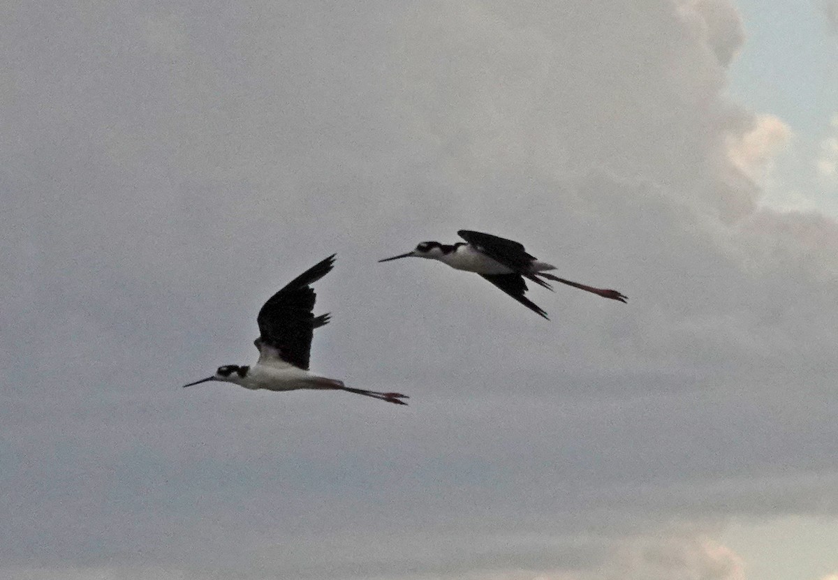 Black-necked Stilt - ML602030071