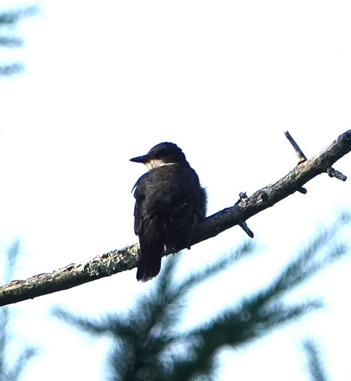 Eastern Kingbird - ML602031261