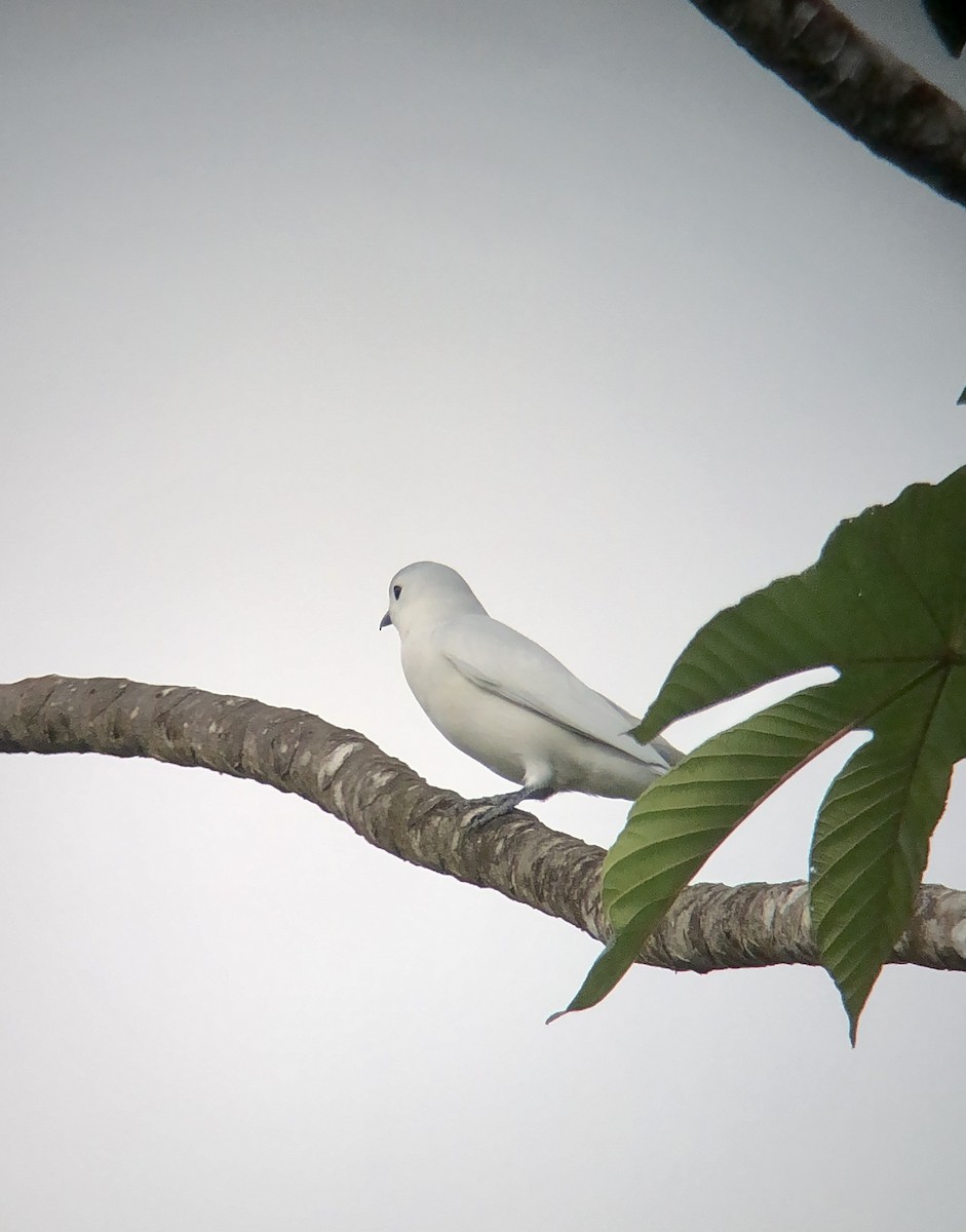 Snowy Cotinga - Rogers "Caribbean Naturalist" Morales