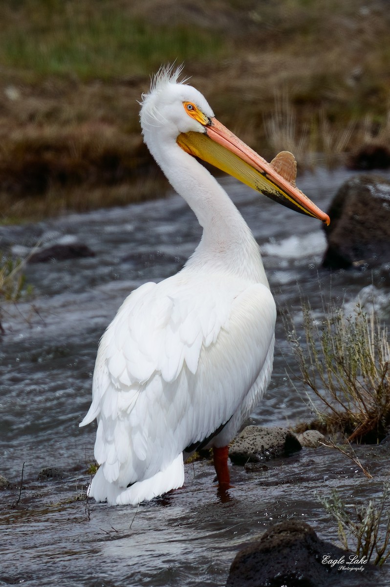 American White Pelican - ML602032711