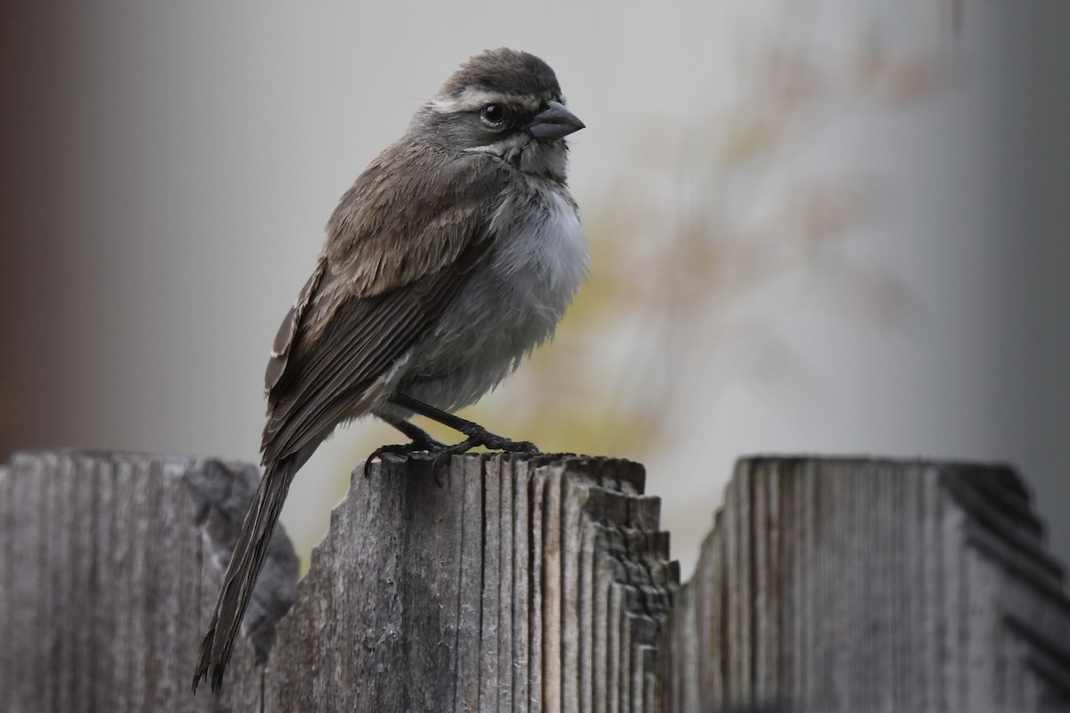 Black-throated Sparrow - Loren Wright