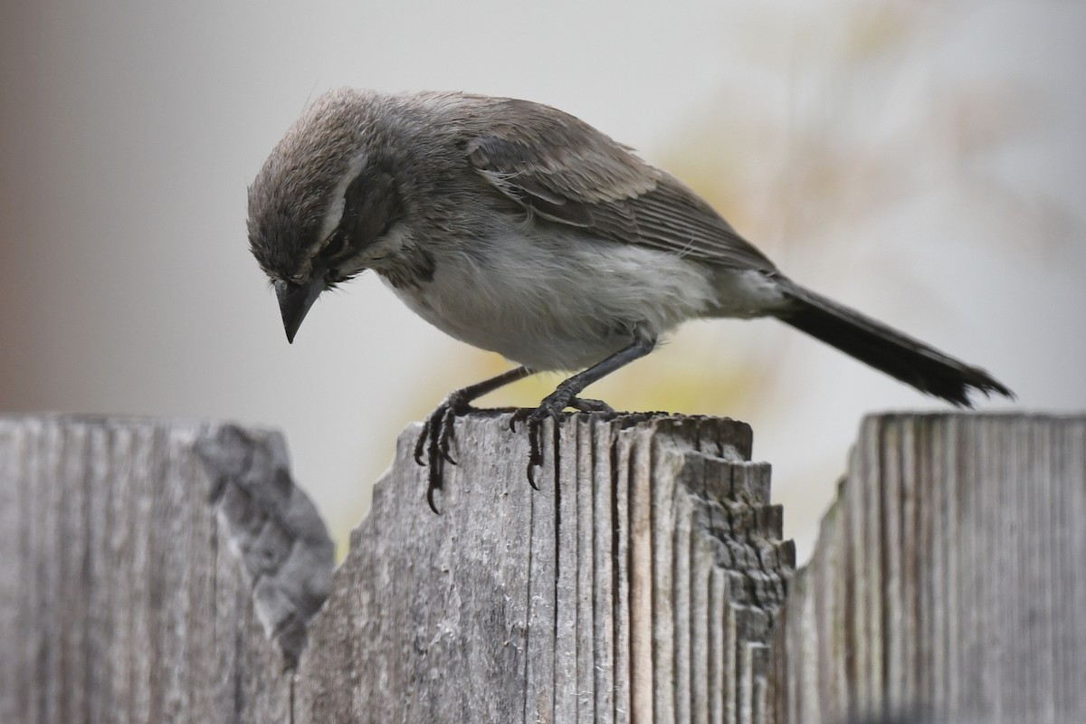 Black-throated Sparrow - ML602033611