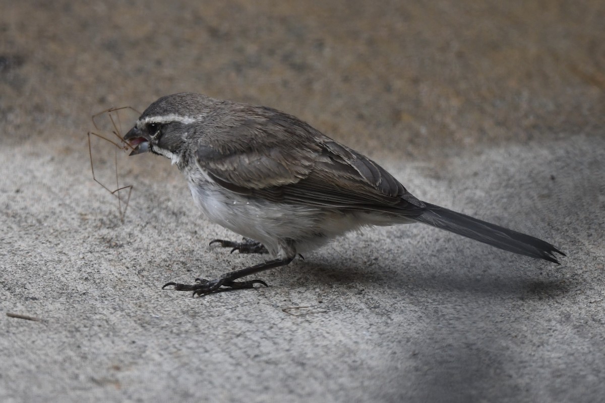 Black-throated Sparrow - Loren Wright