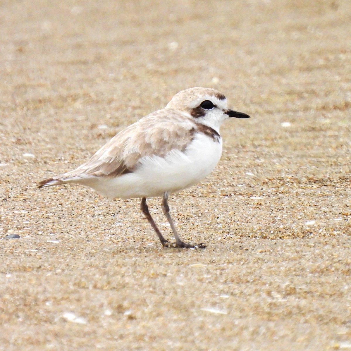 Snowy Plover - ML602034561