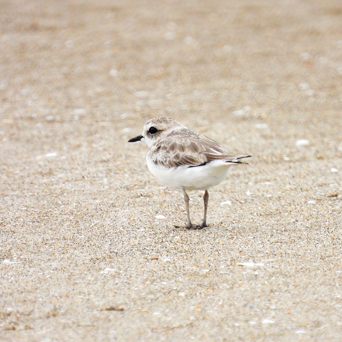 Snowy Plover - ML602034571