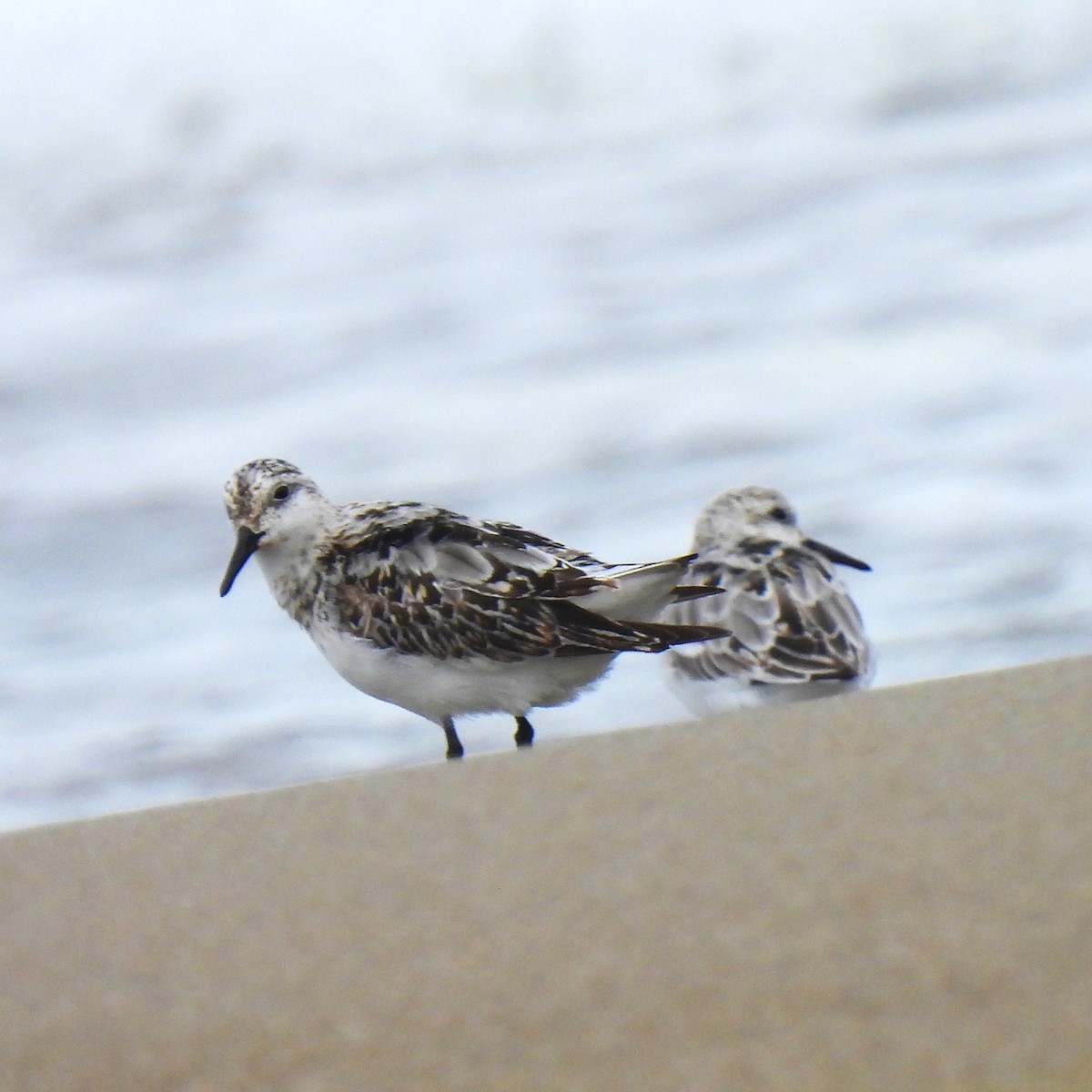 Sanderling - ML602034631