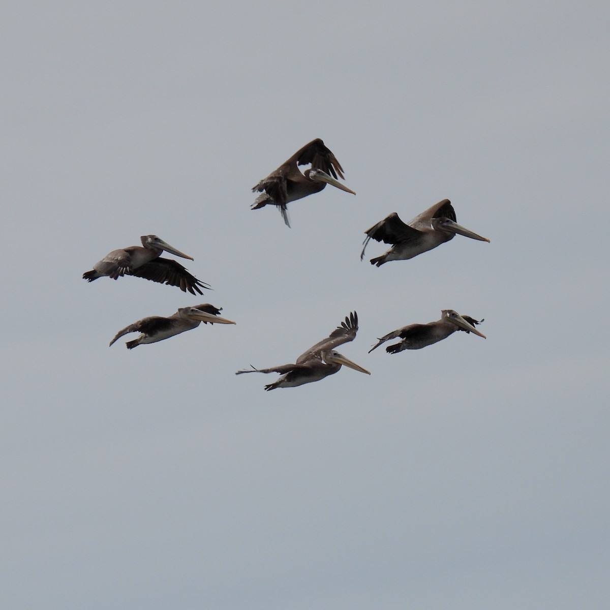 Brown Pelican - ML602034681