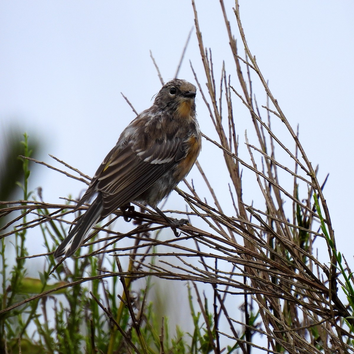 Yellow-rumped Warbler (Audubon's) - ML602034741