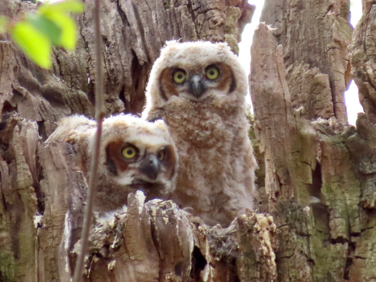 Great Horned Owl - ML602034751