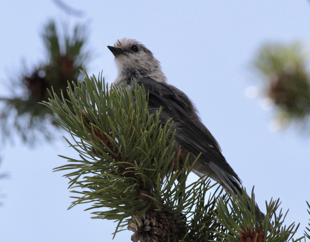 Canada Jay - Wendy Sanborn