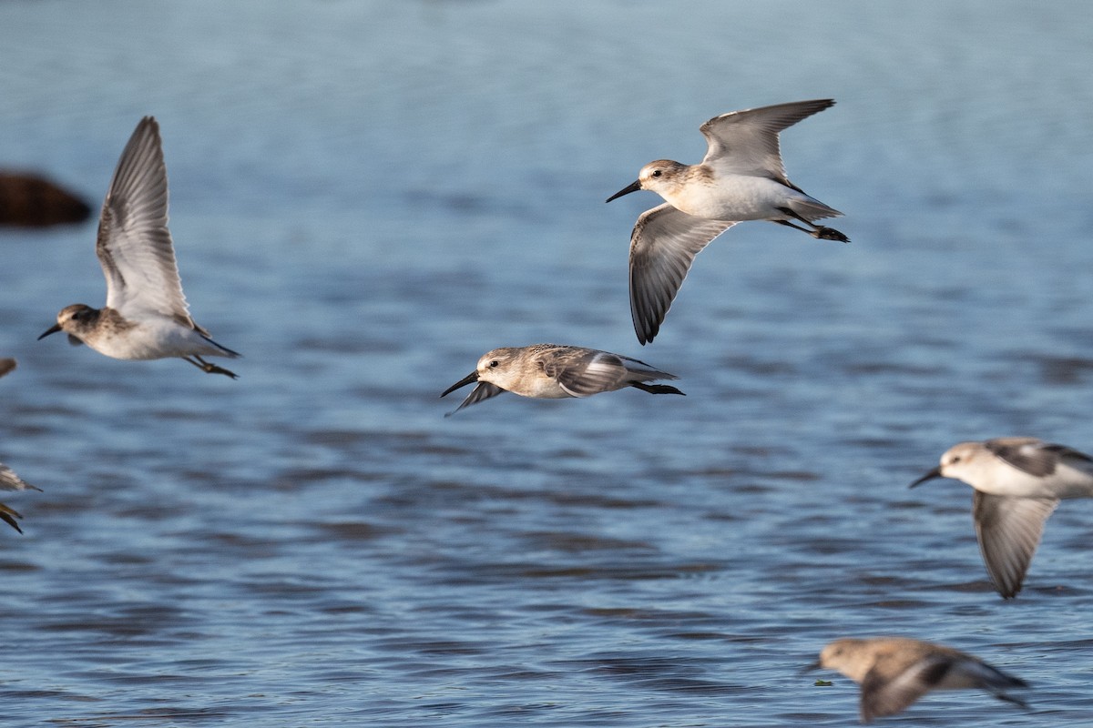 Western Sandpiper - ML602035661