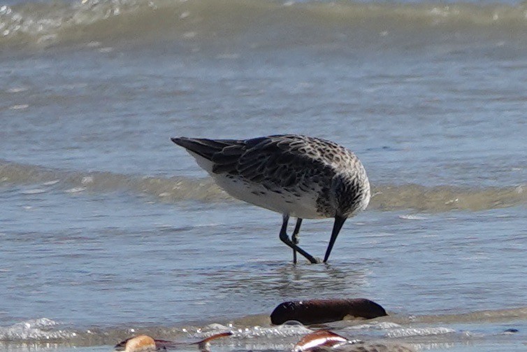 Great Knot - John Beckworth