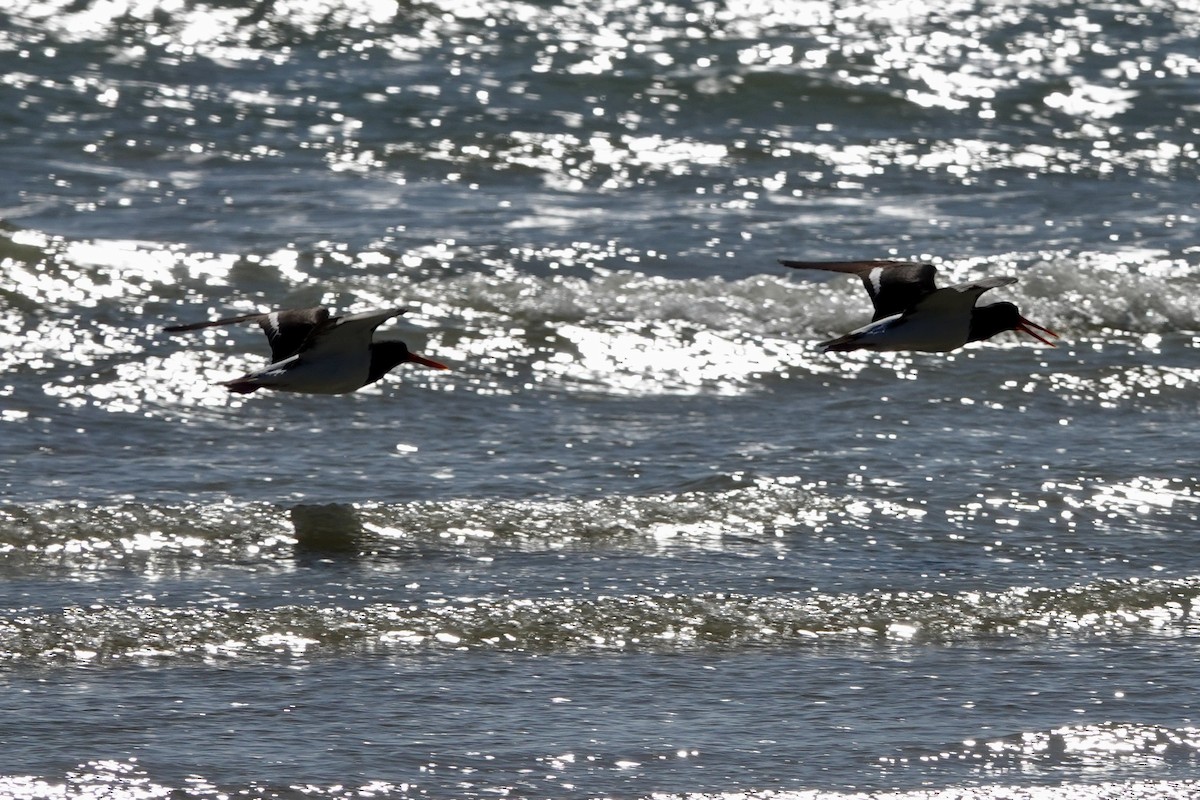 Pied Oystercatcher - John Beckworth