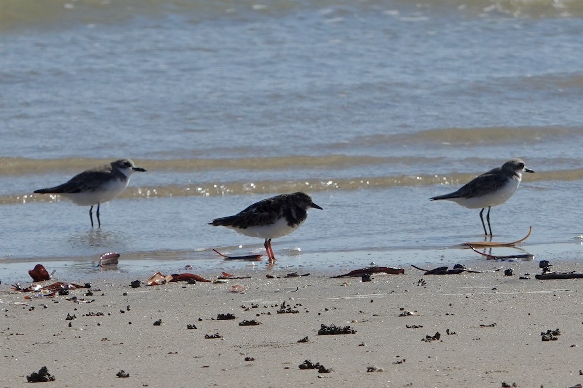 Ruddy Turnstone - ML602036691