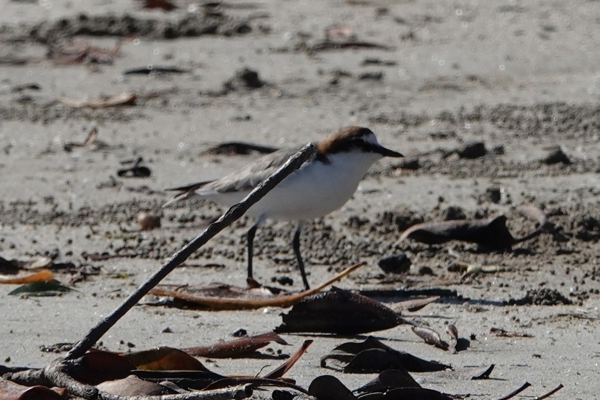 Red-capped Plover - John Beckworth