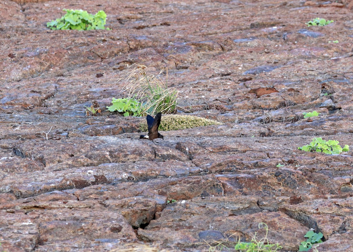 Wedge-rumped Storm-Petrel - ML602036901