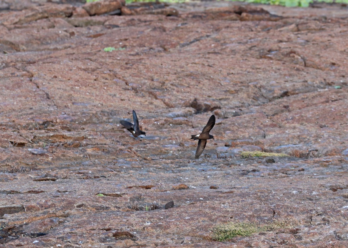 Wedge-rumped Storm-Petrel - ML602036911