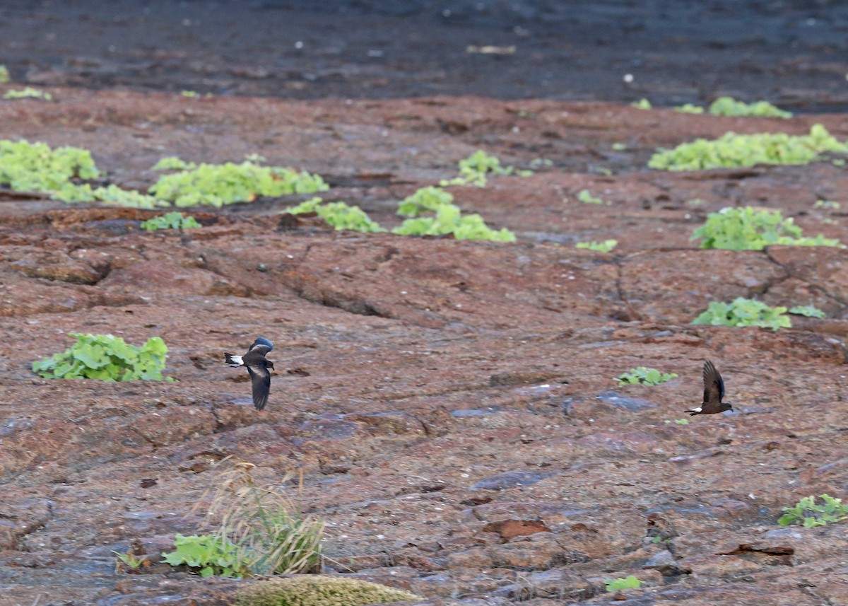 Wedge-rumped Storm-Petrel - ML602036921