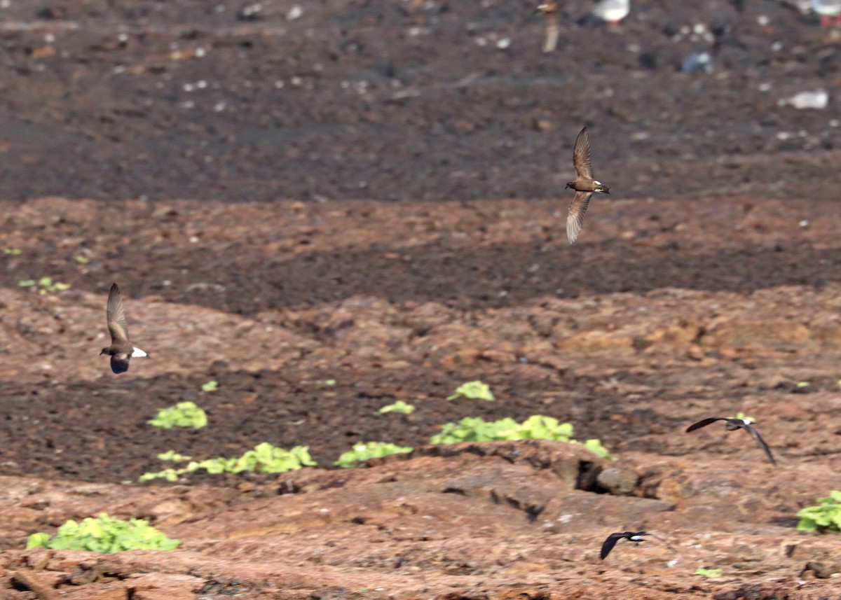 Wedge-rumped Storm-Petrel - ML602036931